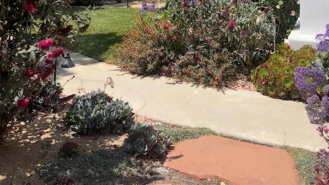 "There's definitely a better native shrub."