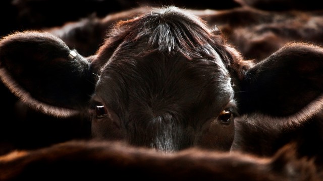 It's clear this isn't a local issue anymore.