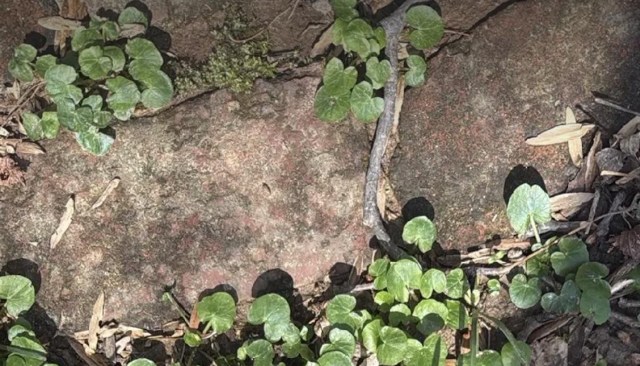 "Is it even possible to eradicate the invasive plants and replace with good native plants?"