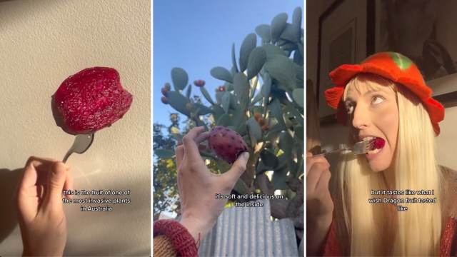 "You are lucky if you can get to it before the birds do."