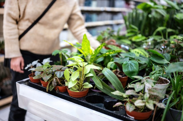 "We think, hey, these plants look great. That means they must be good for our area."