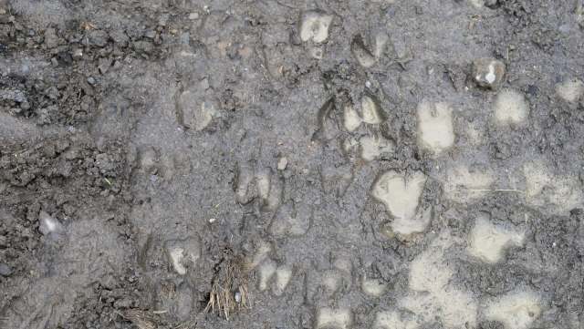 It is possible the cost is even higher.