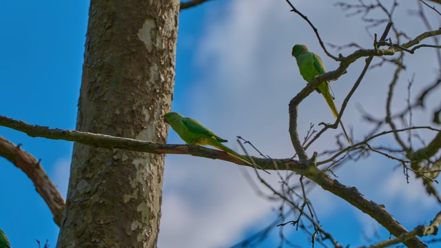 There are many speculations about how, exactly, these parakeets came to be.