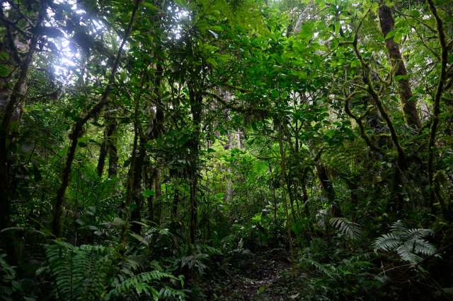 The story underlines how useful trail cameras can be in conservation efforts.