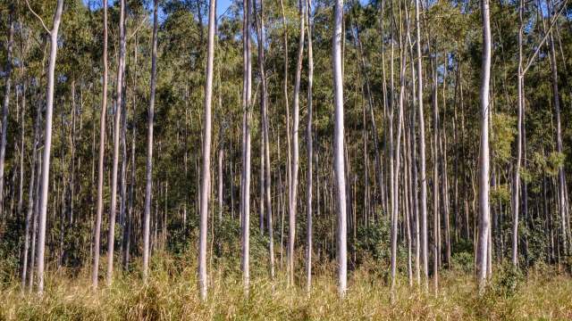 "There are currently no cost-effective management techniques available."