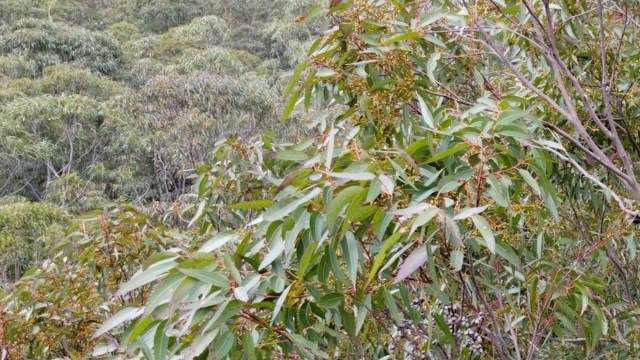 The insights gained from this study will help inform more effective conservation strategies.