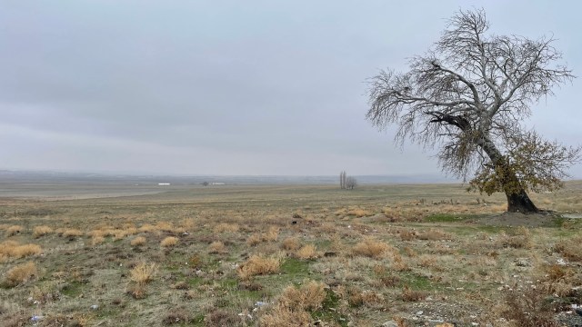 The insects have been linked to illnesses that can affect both humans and animals.