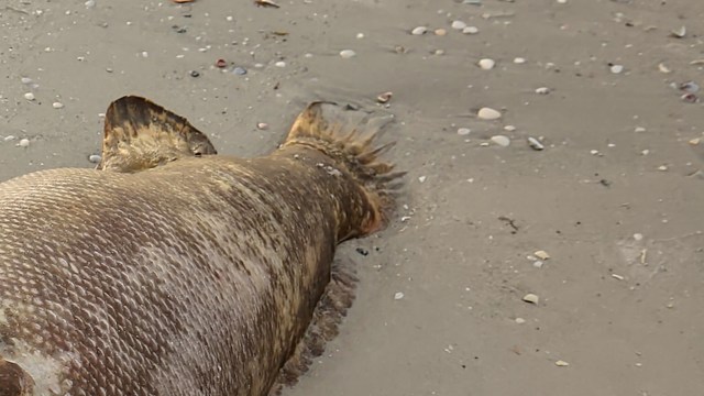 Researchers shared photos of what was found when researchers analyzed the content of the fish's stomach.