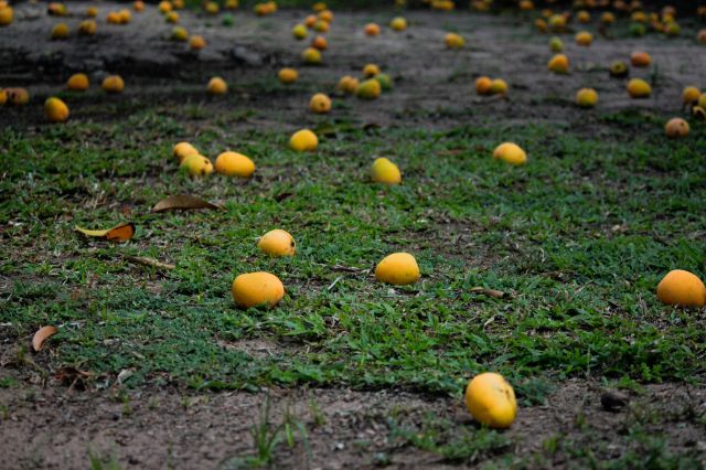 Farmers around the world are also turning to crop insurance.