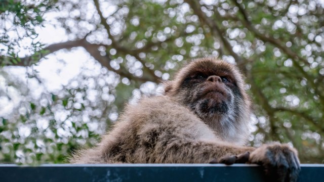 "Try to avoid making eye contact."