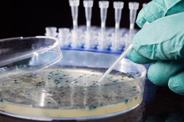 "An enormous ability to adsorb chemicals."