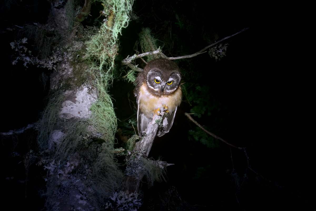 "When wildlife starts turning up in unfamiliar places, it usually means their usual homes are no longer meeting their needs."