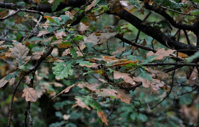 Oak trees are a vital part of both urban neighborhoods and natural ecosystems.
