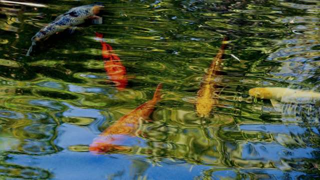 Researchers want the parasite to be added to the diseases that public health officials are required to report.