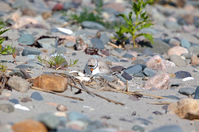 "Visitors may observe from outside the areas marked with yellow caution tape."