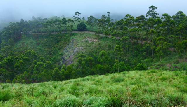 Other animals were also impacted.