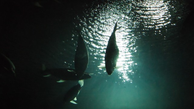 And while each case is heartbreaking on its own, it's part of a much bigger pattern.