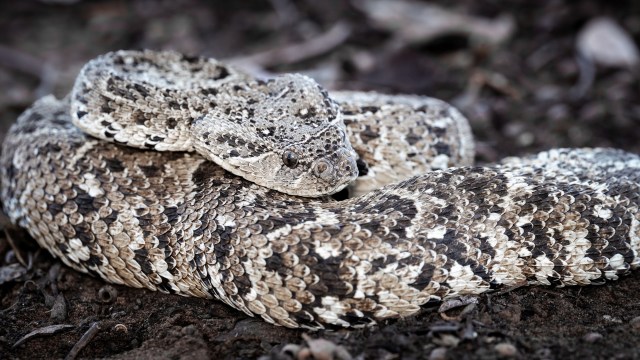 They will eat about 12 times more than they need to survive for sustained periods.