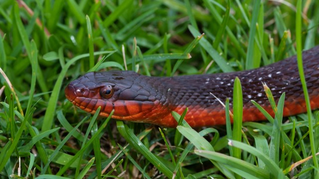 "We want more available and accessible education on snake safety for the public."