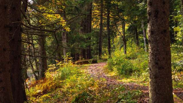 Cameras also caught a worrying moment for the critters.