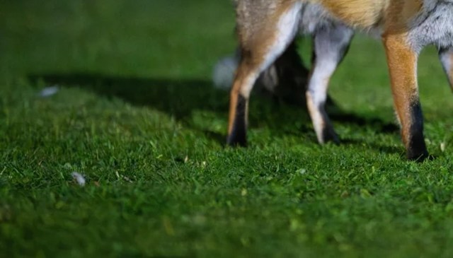 The comments focused on the high quality of the pictures.