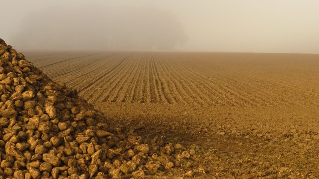 It even survives the winter by living in the roots of cereal crops like wheat.