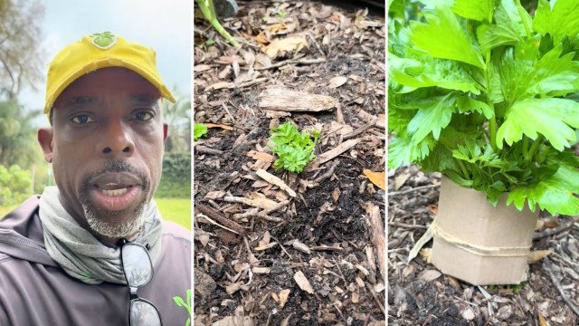 "I did this and let it go to seed."