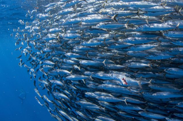 "Could play a more significant role than previously thought."