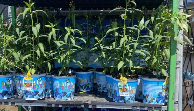 "Buy from local growers and native plant growers."