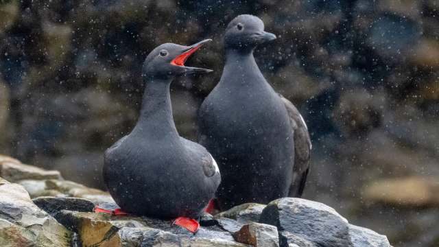 "They may be getting a continuous dose."