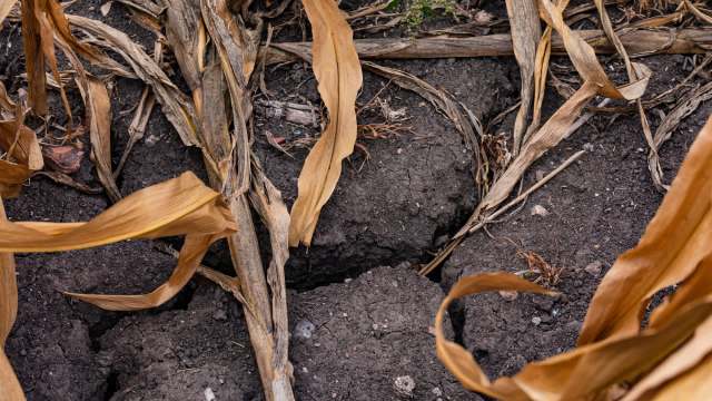 The seed disaster comes at the worst possible time.