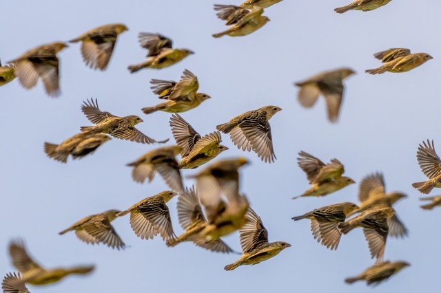 It is crucial because of how much we rely on animals for our food supply.