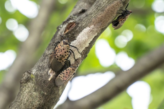 The insects have had a devastating impact on the wine industry.
