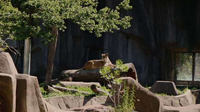 "So tired of people treating animals like toys. They deserve better."