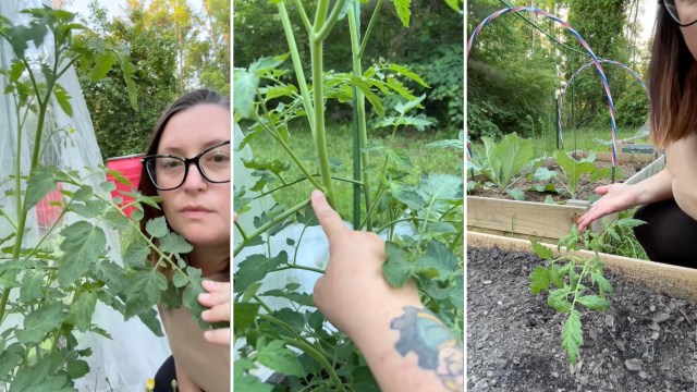 "I'm on a fixed income and really wanted more plants!"