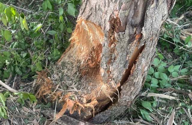 "Do they moonlight as an axe murderer?"