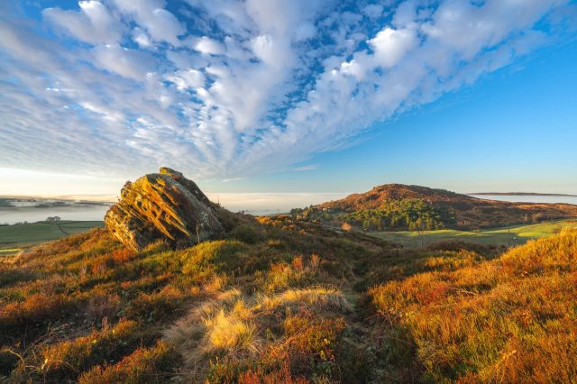 Reintroducing a species to an area is a challenging process.