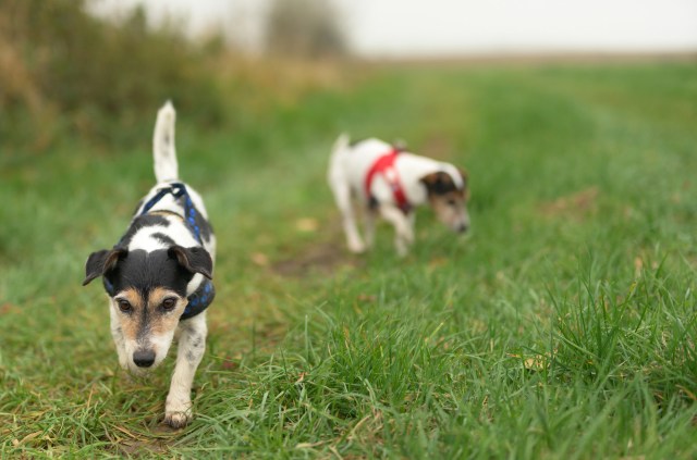 "It may be marked and fitted with a GPS or radio transmitter to help us understand its movement patterns."