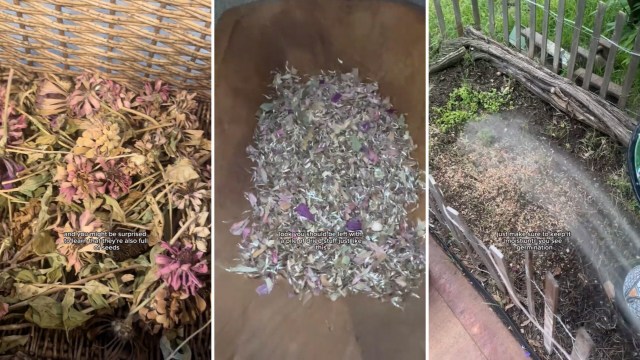 "Zinnias are amazing."