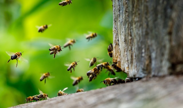 They have been spotted in 13 warm southern states.