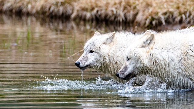 A similar issue has been observed in polar bears.