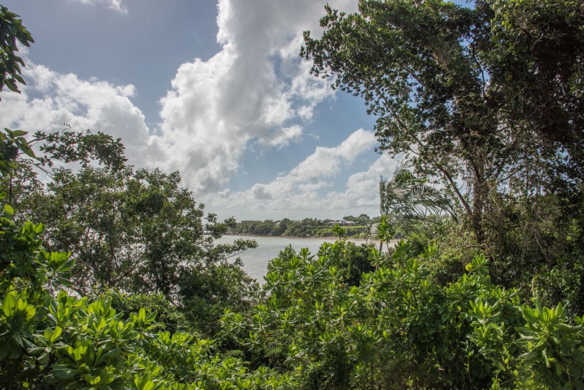 "If it gets out into nature — into a creek or a dam — it will take over that water body."