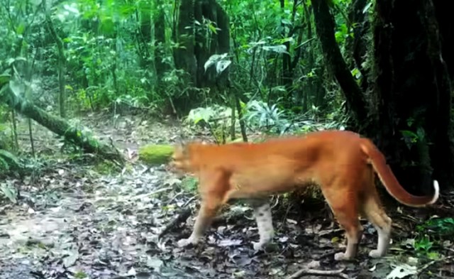 "Seeing the cat in the national park was a good sign."