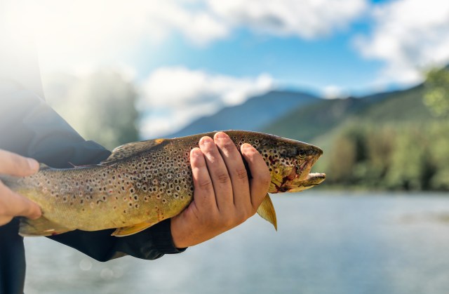 It's a prized catch for recreational and commercial fishers.