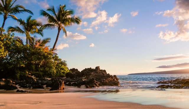 Unlike typical marine algae, C. tumulosa forms tumbleweed-like mats that easily break off and drift with the current.