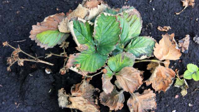 This instability can directly lead to price increases at the grocery store.