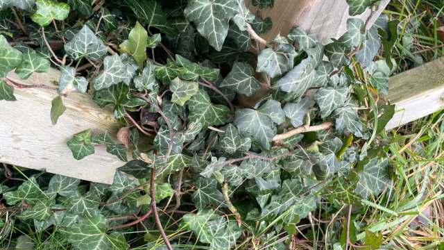 "This stuff is horrible and will kill everything around it."