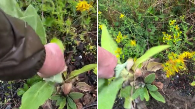 "I kinda liked it in my yard, but I'll definitely keep it out."