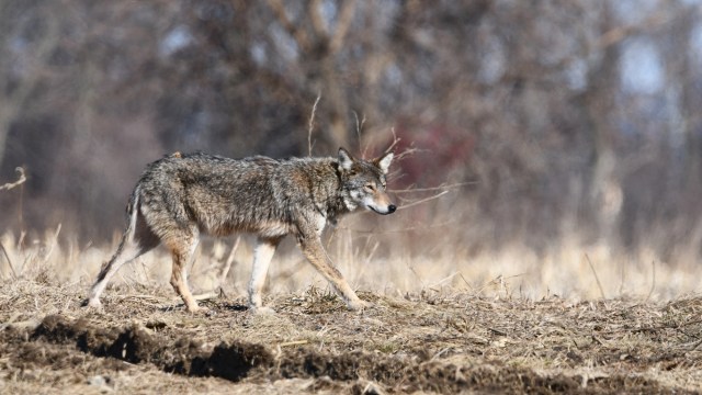 "This shows how ecosystems thrive."