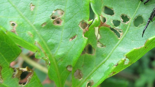 They are extremely difficult to get rid of.